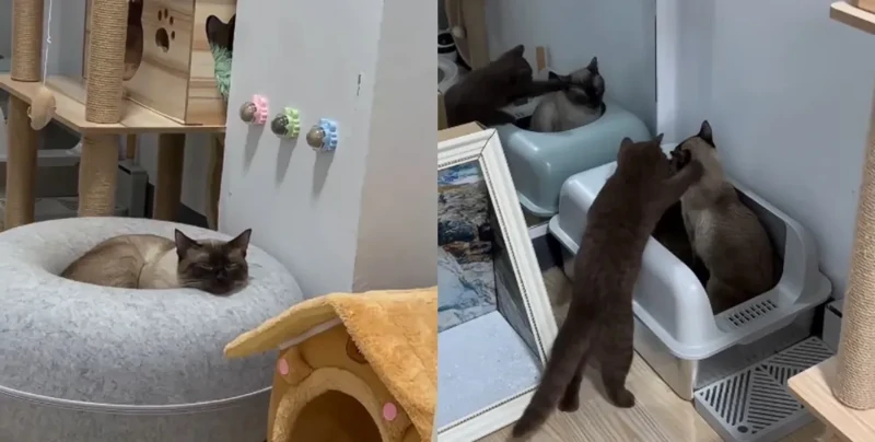 "Лучшее решение": владелица показала, как побороть апатию кота простым способом "Лучшее решение": владелица показала, как побороть апатию кота простым способом