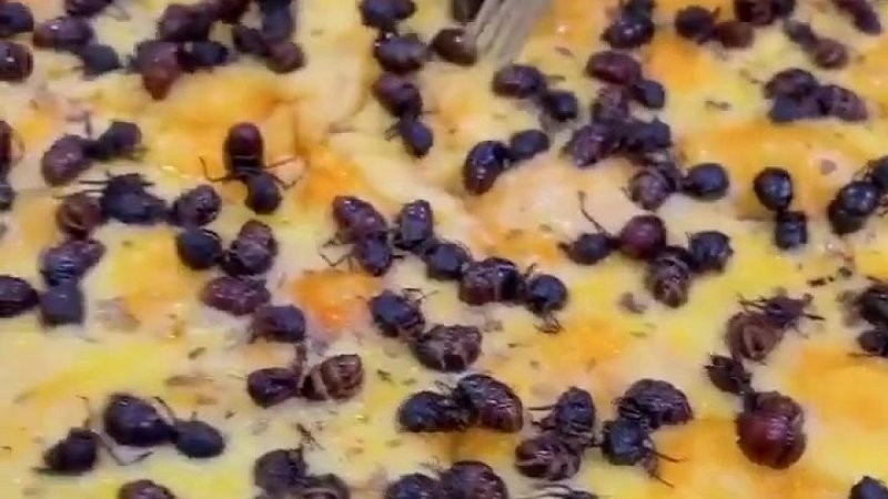 Как в Бразилии муравьи-деликатес украшают пиццу Как в Бразилии муравьи-деликатес украшают пиццу