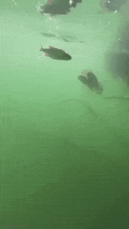 Просто гифки, всякие и разные Просто гифки, всякие и разные