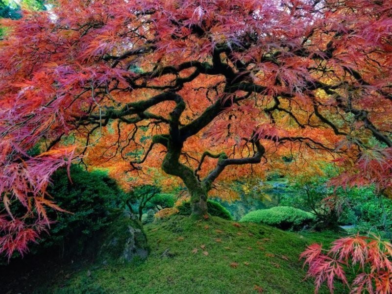 7. Японский клён — живое воплощение гармонии