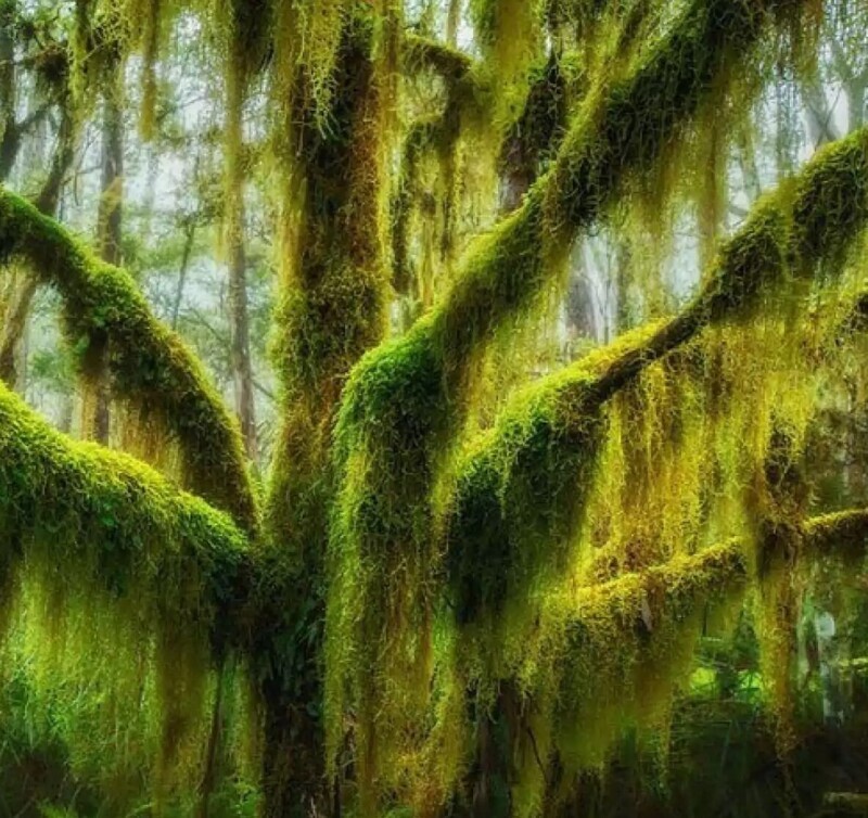 5. Антарктический или южный бук