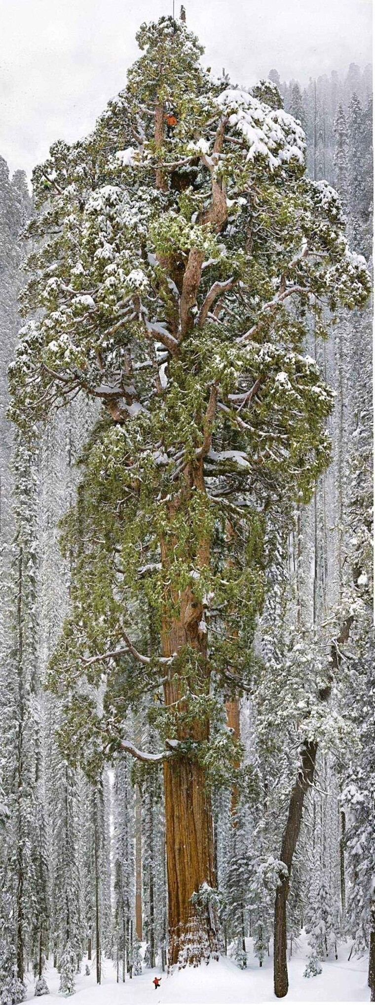 8. «Президент» — секвойядендрон гигантский