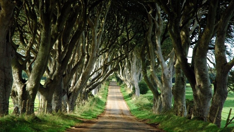 3. «Тёмные изгороди» — знаменитая на весь мир аллея вековых буков в Северной Ирландии