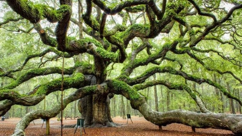 6. Дуб ангелов