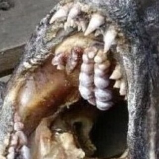 Зубатка  продаётся без головы. Но куда, девается голова, и что из неё делают? Эта тайна хранится за семью печатями. В открытых источниках сообщается, что голова не имеет ни какой ценности, усложняет транспортировку. И т.д. Так ли это? 