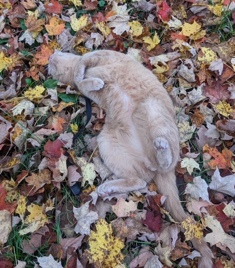 25. Давайте просто наслаждаться уходящей осенью