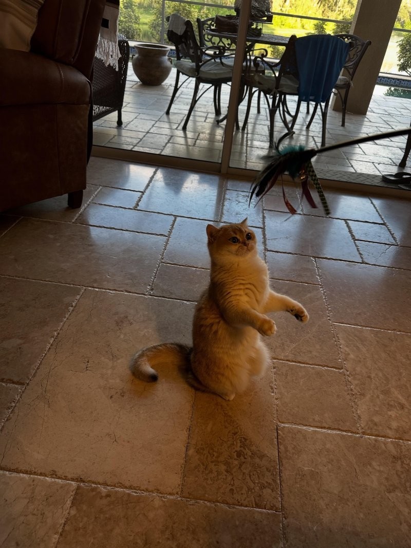 20. Же не манж па сис жур