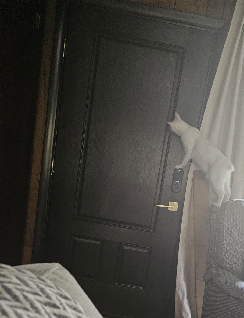 23.  Котик без любопытства - это не котик