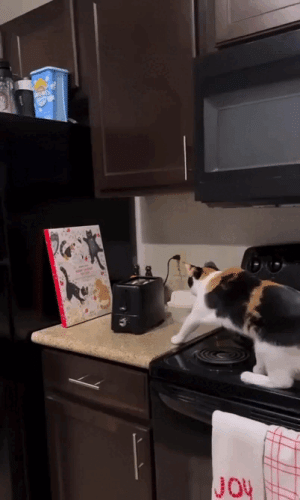 Просто гифки, всякие и&nbsp;разные