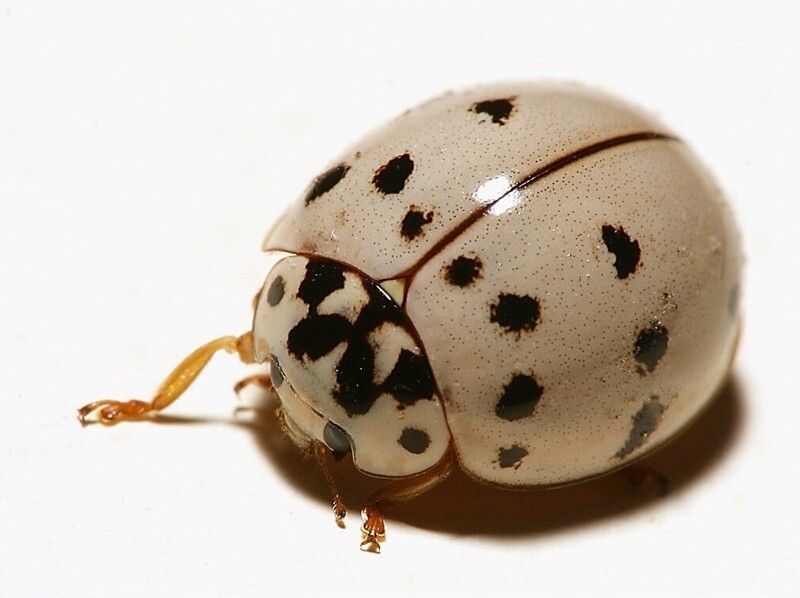 1. Божья коровка Anatis labiculata -  вид белого или желтоватого цвета