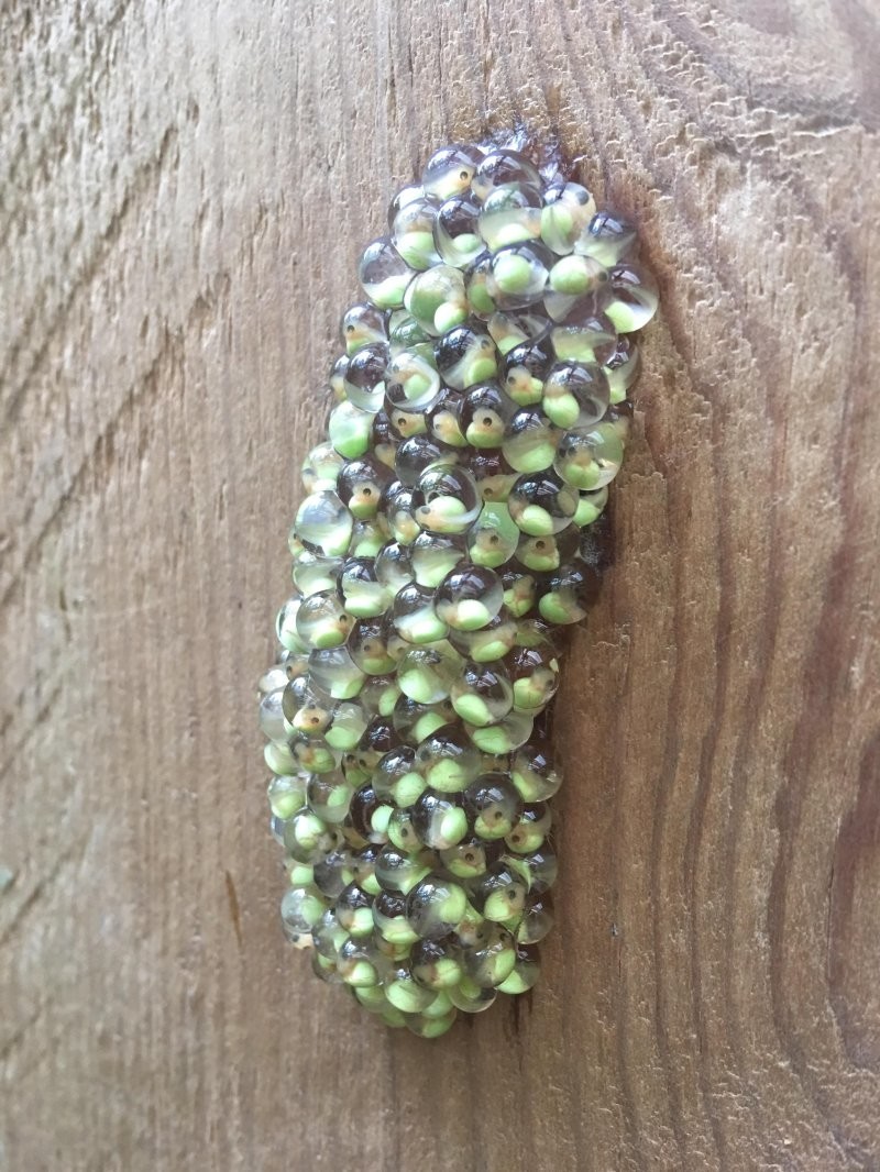 3. Лягушачья икра с головастиками внутри