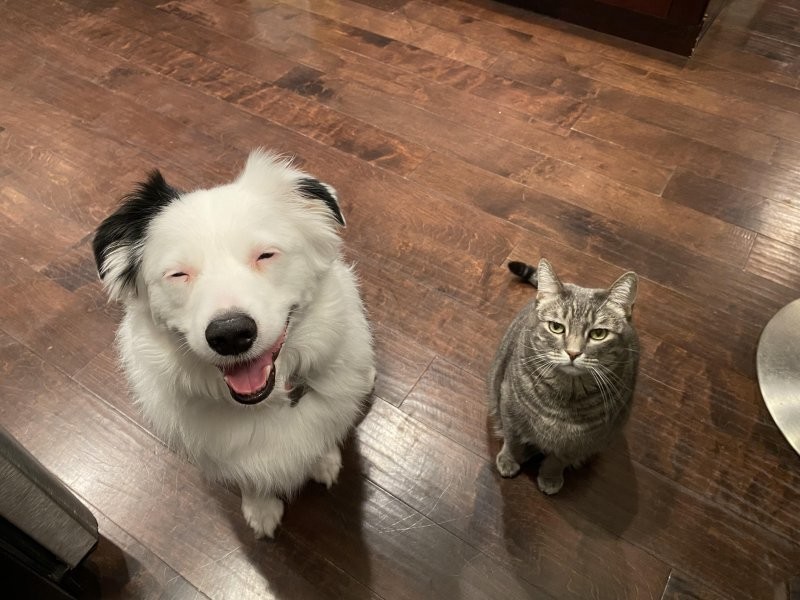 16. Один дом, одни хозяева, а такое разное настроение