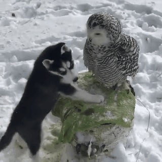 Просто гифки, всякие и&nbsp;разные