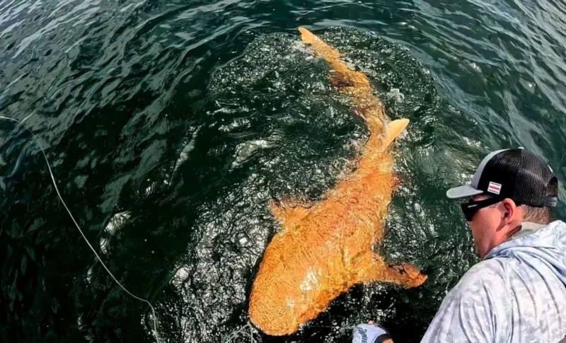 26. Редчайшая «золотая» акула у берегов Коста-Рики