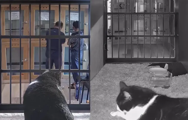 Музыкальная кормушка помогла кошке найти новый дом