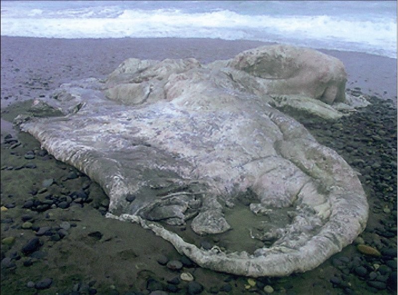 Глобстеры – таинственные бесформенные призраки океана