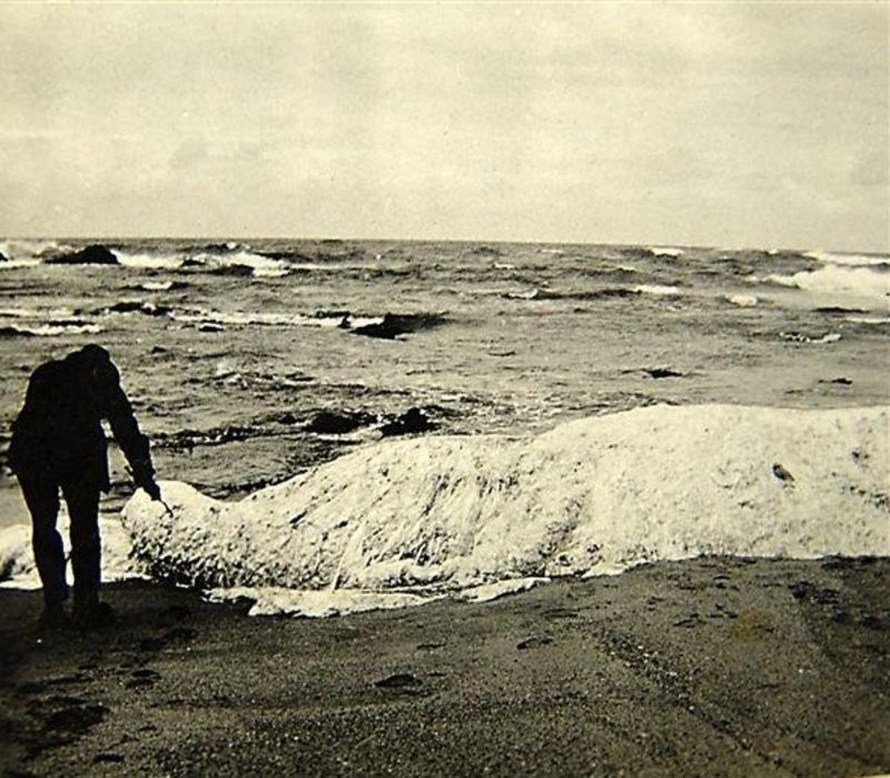 Глобстеры – таинственные бесформенные призраки океана