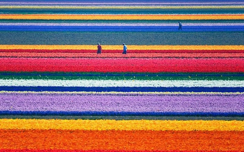 17. Поля тюльпанов в Нидерландах