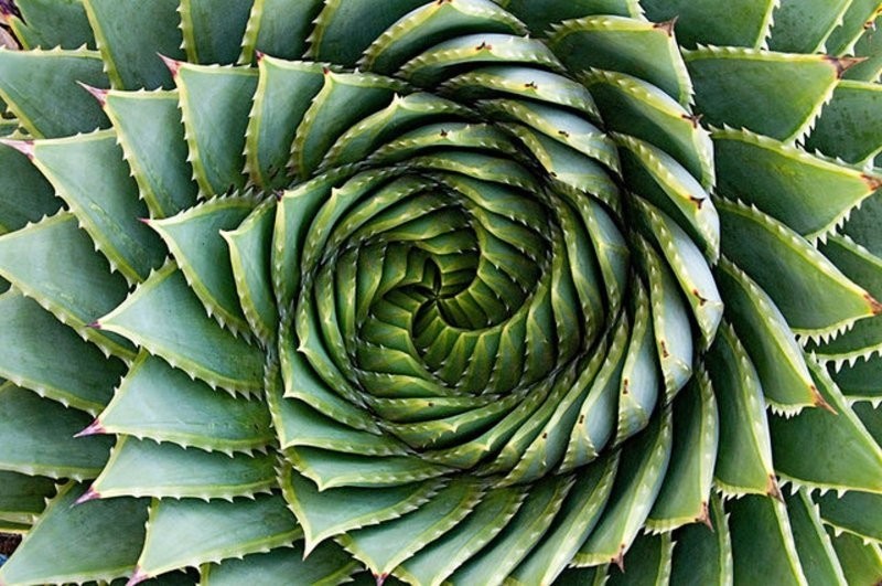 6. Игры природы