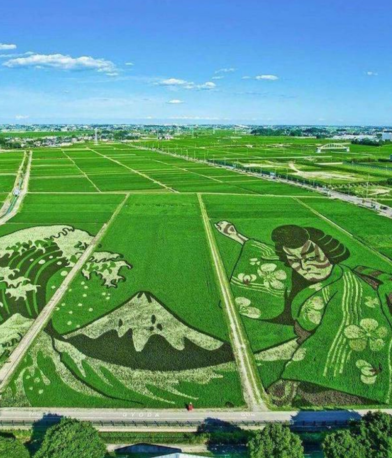 18. Искусство японских рисовых полей