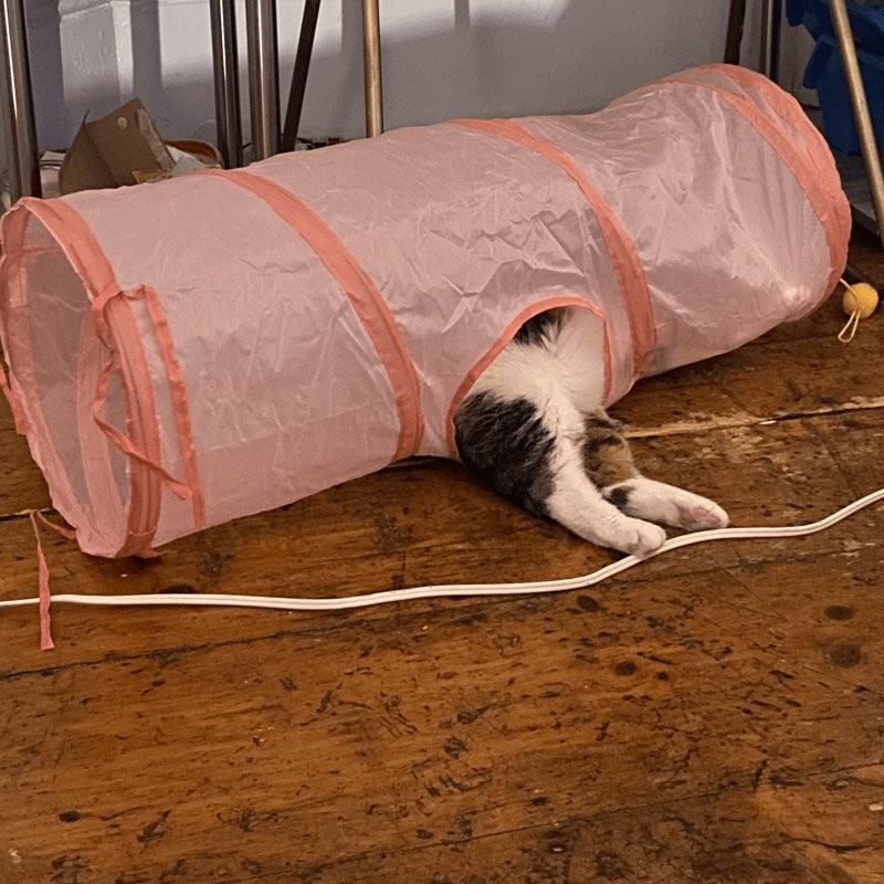 2. Бесприютные лапки