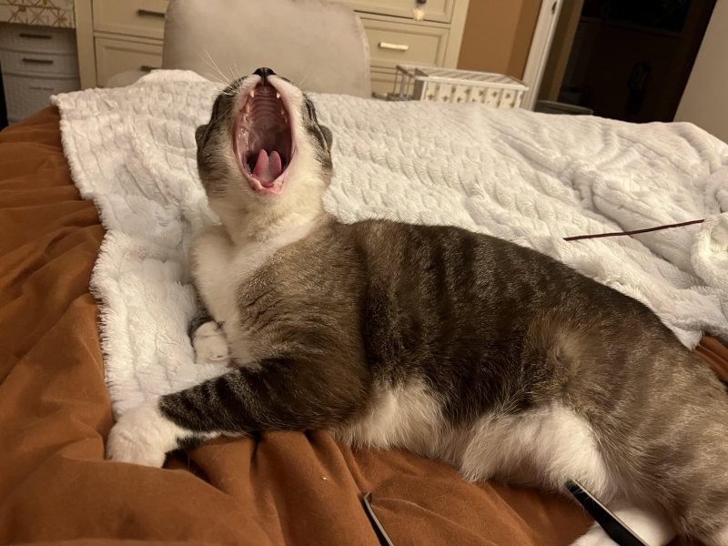 6. Ария голодных