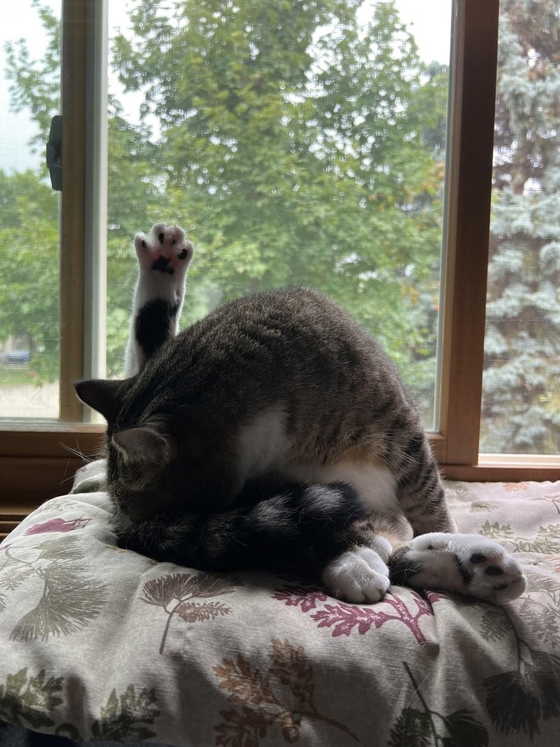 4. Лапочный привет