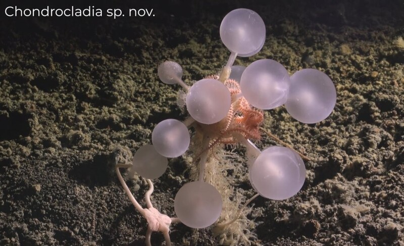 Под ледяной коркой Антарктиды нашли 30 новых видов живых существ