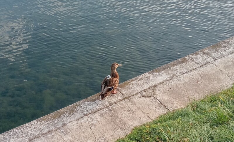 Утка вела себя очень странно. Она спокойно прохаживалась по берегу в стороне от своих сородичей.  Не обращала внимание на окружающих. На спине было закреплено некое устройство, а на ноге что-то напоминающее кольцо.  Но это ещё не всё.