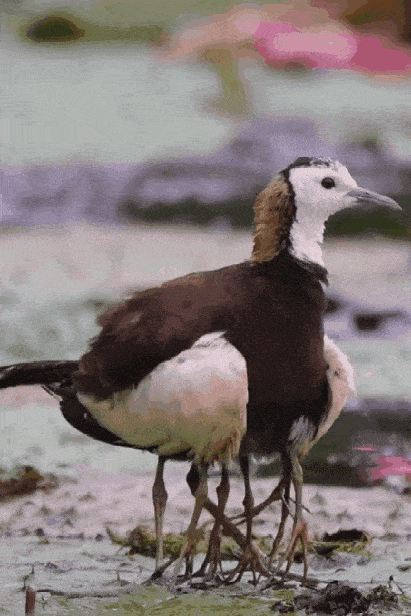 Просто гифки, всякие и&nbsp;разные