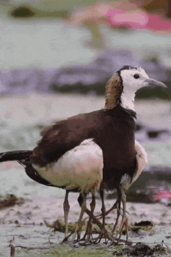 Просто гифки, всякие и&nbsp;разные