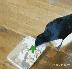 Всех накормит