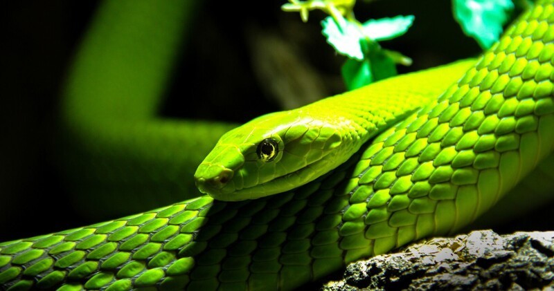 8. Опасная яркость зелёной мамбы