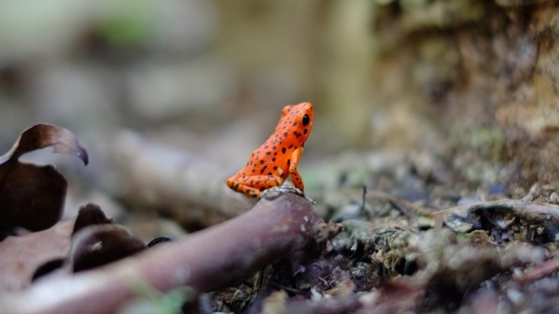 20. Да свершится великий прыжок