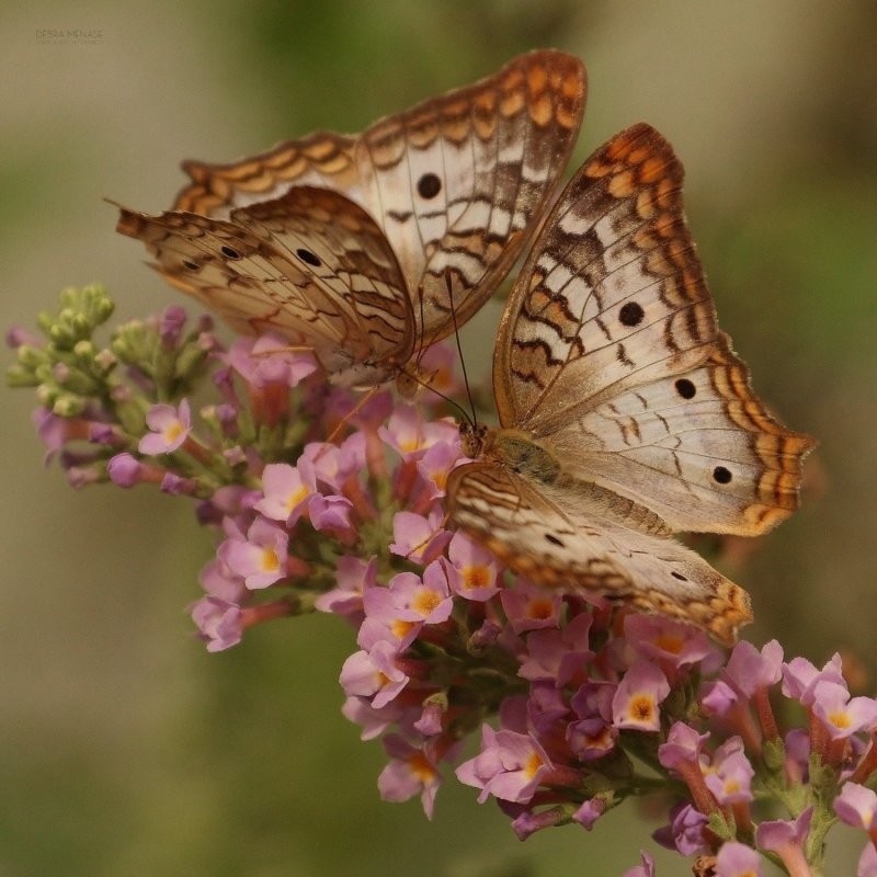 19. Абсолютная гармония