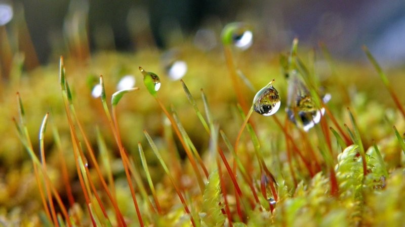 1. Утренняя роса в царстве мха