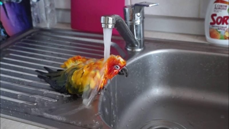 5. Чистота - залог здоровья