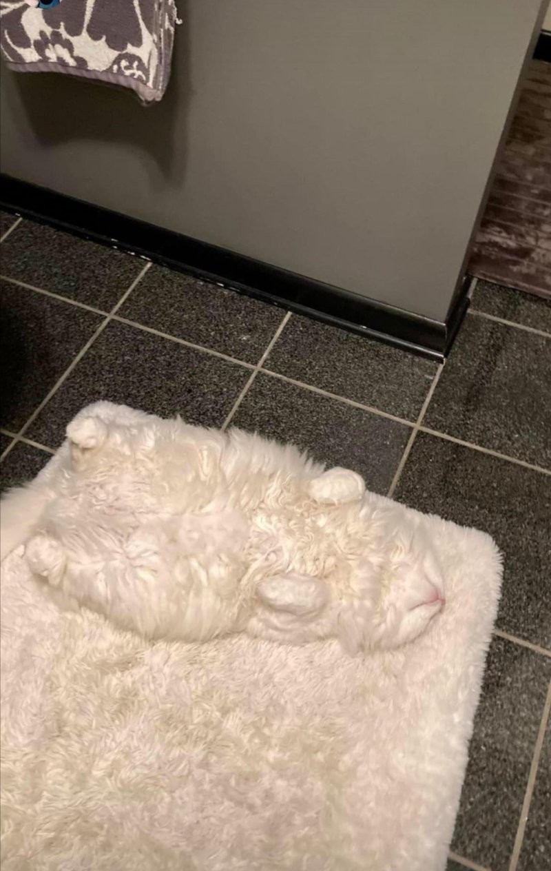 17. Найди кота