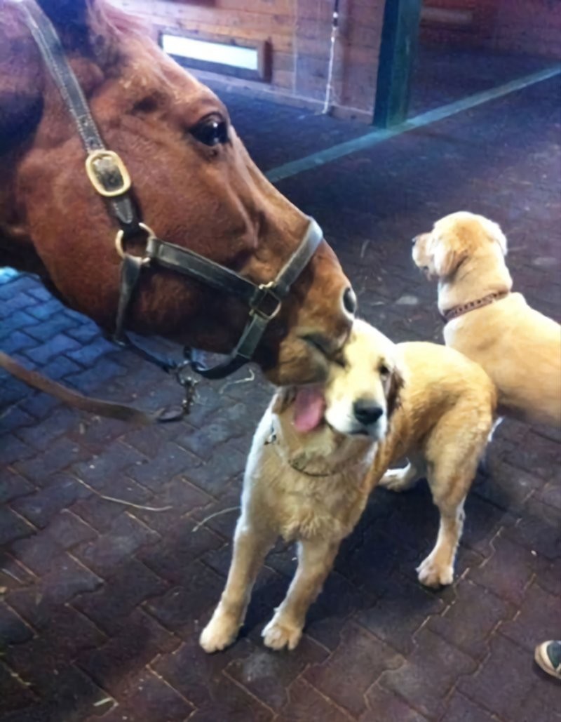 27. Поцелуй истинной любви