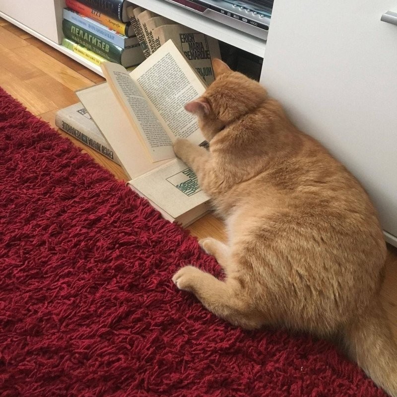 12. Кот учёный, наши дни