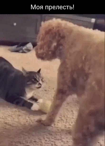 Просто гифки, всякие и&nbsp;разные