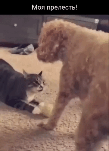 Просто гифки, всякие и&nbsp;разные