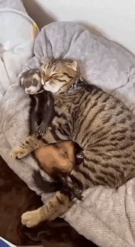 Просто гифки, всякие и&nbsp;разные