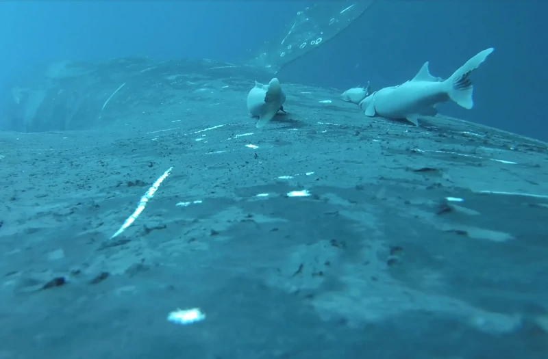 Ученые засняли рыб-прилипал, катающихся на ките