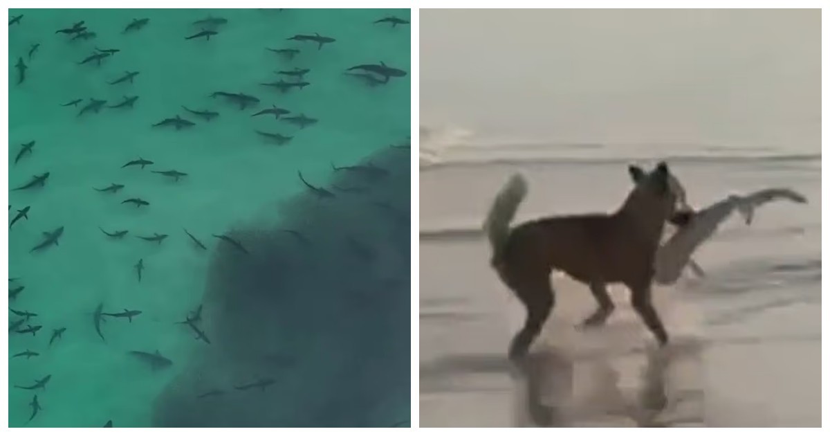 Динго выхватил детёныша акулы из мелководья на глазах у рыбака