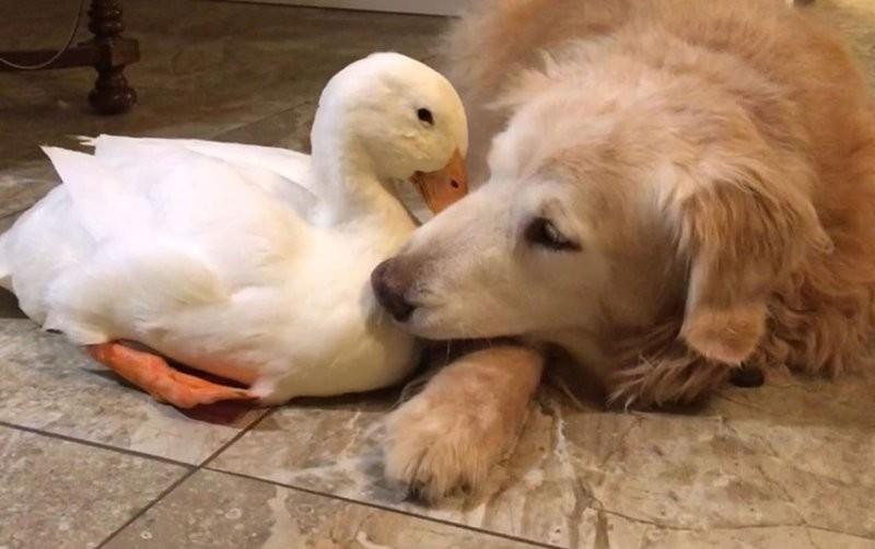 17. Пером и шерстью