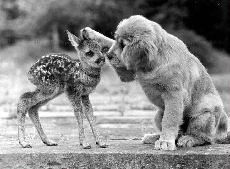 2. Я всегда рядом