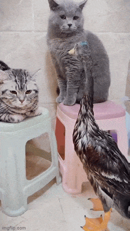 Просто гифки, всякие и&nbsp;разные