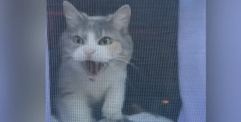 Принял за чужака: кот не узнал хозяйку