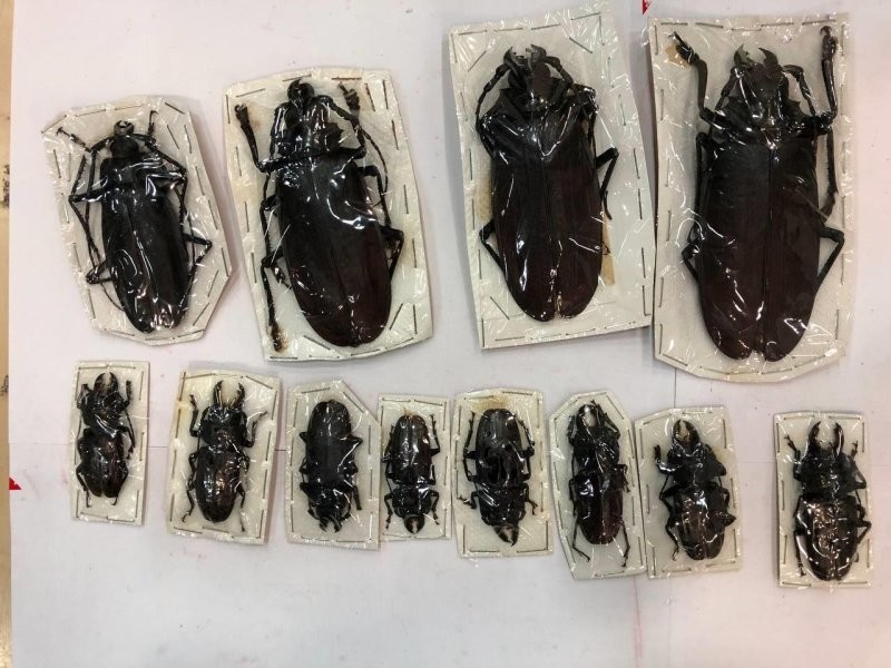 В Москве в посылках обнаружили 200 высушенных жуков стоимостью 1,5 млн рублей